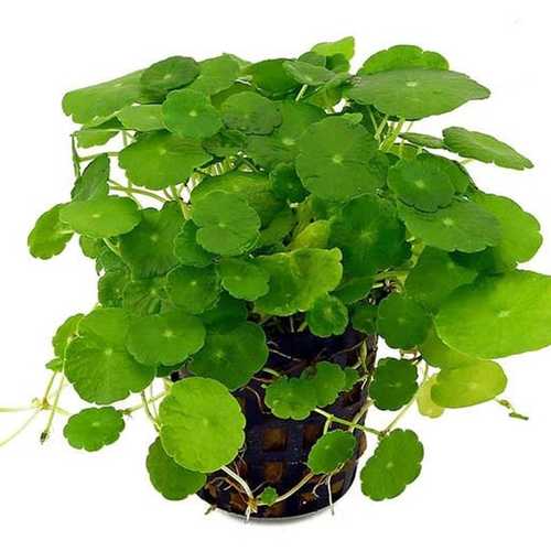 Rau Má Đồng Tiền - Chậu Cây Phong Thủy