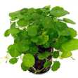 Rau Má Đồng Tiền - Chậu Cây Phong Thủy