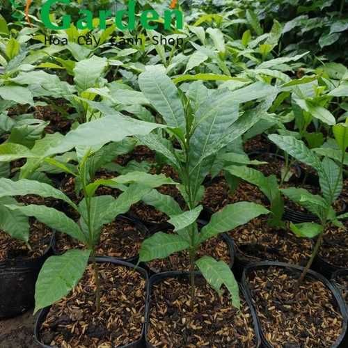 Vú Sữa Hoàng Kim - Cây Ăn Quả Giống