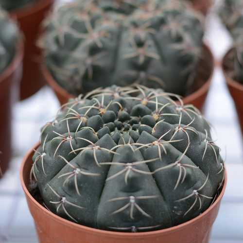Xương Rồng Thần Long Nụ Hoa ( 9 - 10cm)