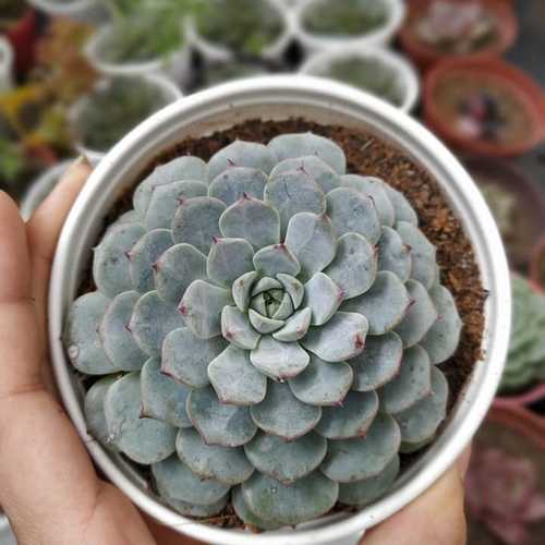 Sen Đá Ruby Trắng - Chậu Trung