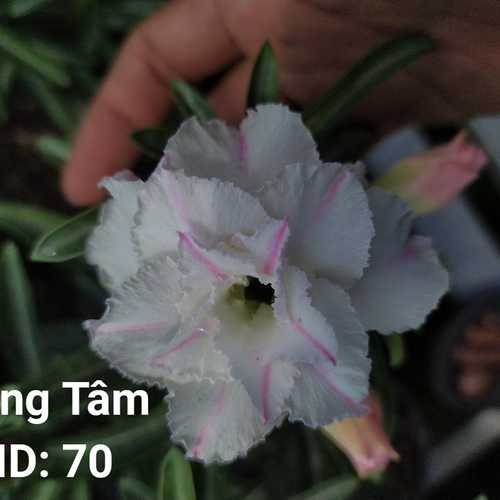Grafted Adenium with Vietnamese Name: Băng Tâm - ID: 00070
