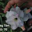 Grafted Adenium with Vietnamese Name: Băng Tâm - ID: 00070