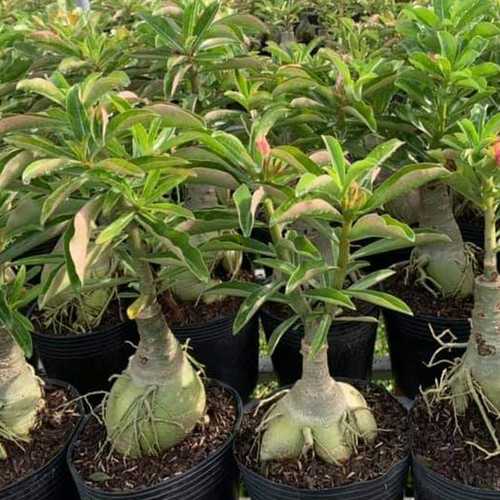 Sứ Một Cốt, Cao 20-30cm - Cây Sứ Thái, Cây Chơi Củ