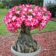 Adenium Obesum Seeds - Id: S0002