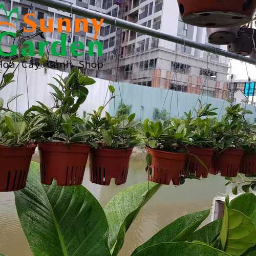 Lan Cẩm Cù ( Hoya Carnosa) - Hoa Lan Chậu Treo