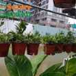 Lan Cẩm Cù ( Hoya Carnosa) - Hoa Lan Chậu Treo