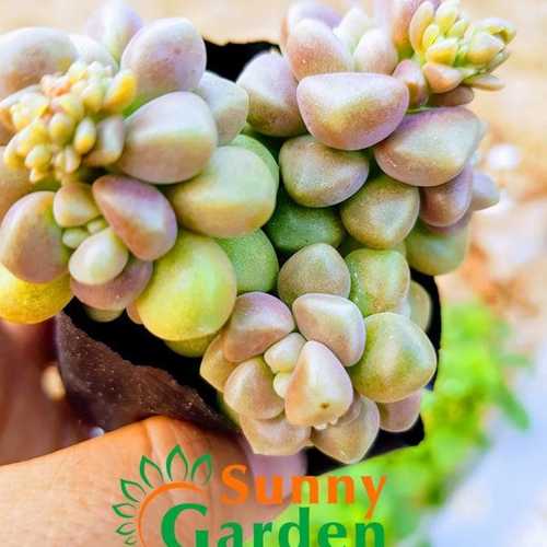 Sen Đá Kim Tuyến Hồng Bụi