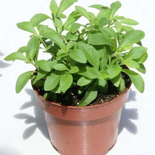 Cây Cỏ Ngọt - Chậu Rau Dược Liệu Giống