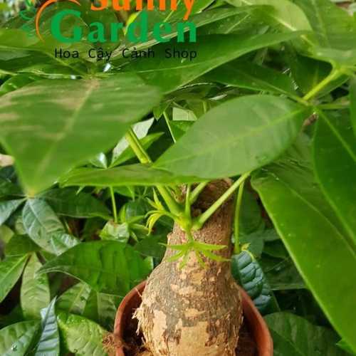Kim Ngân Một Thân Để Bàn - Cây Phong Thủy