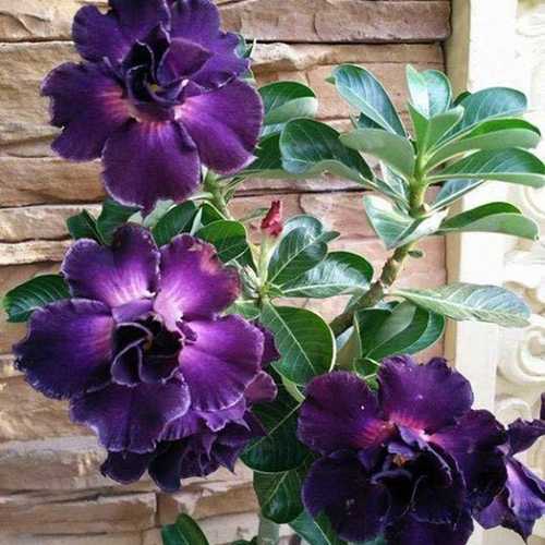 Grafted Adenium with English name: Purple Pupil - ID: 00202