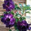 Grafted Adenium with English name: Purple Pupil - ID: 00202