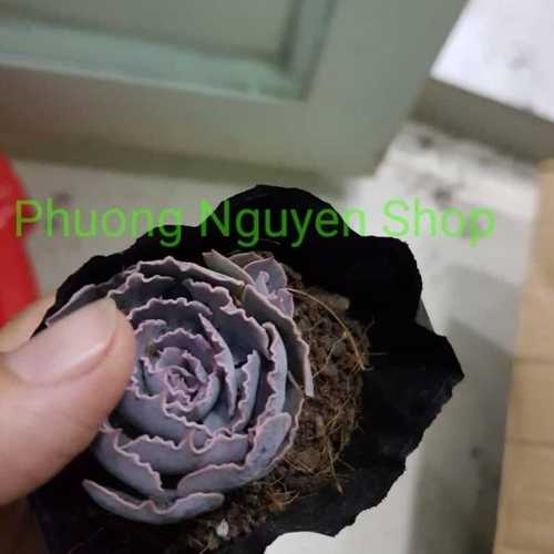 Sen Đá Bắp Cải