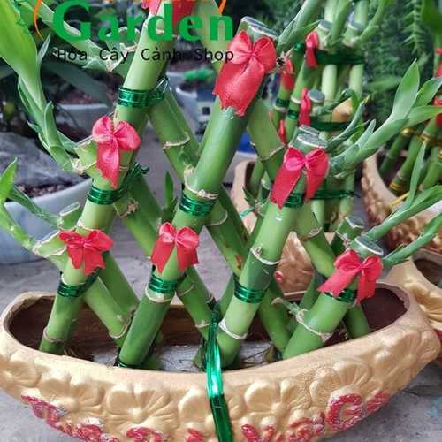 Phát Lộc Thuận Bườm Xuôi Gió - Chậu Cây Cảnh Trung