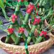 Phát Lộc Thuận Bườm Xuôi Gió - Chậu Cây Cảnh Trung