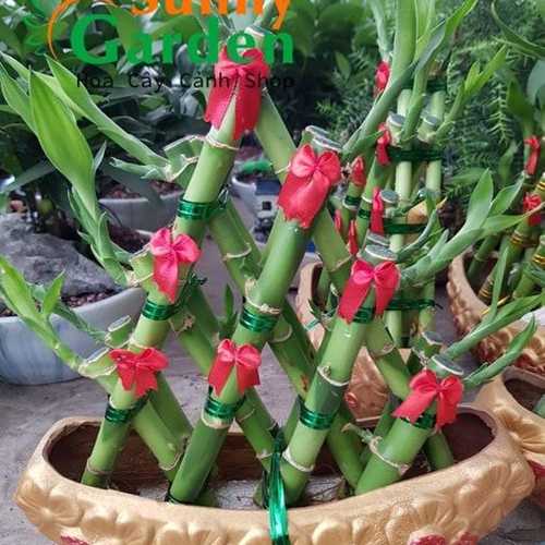 Phát Lộc Thuận Bườm Xuôi Gió - Chậu Cây Cảnh Trung