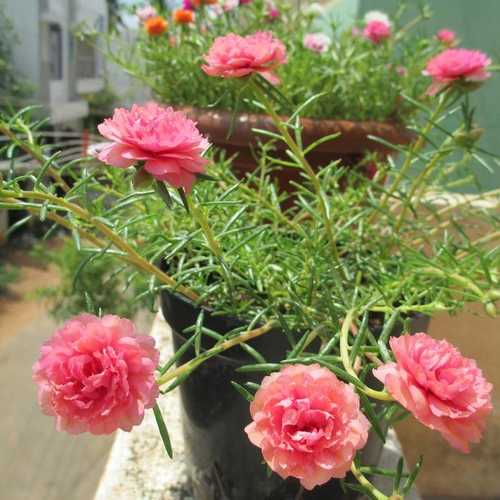 Hoa Mười Kép 3 Màu