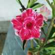 Grafted Adenium with Vietnamese Name: Nhân Thảo - ID: 00019