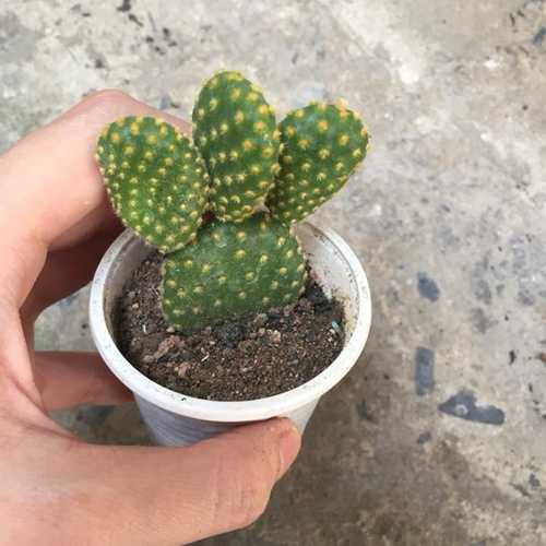 Xương Rồng Tai Thỏ Mập Mập