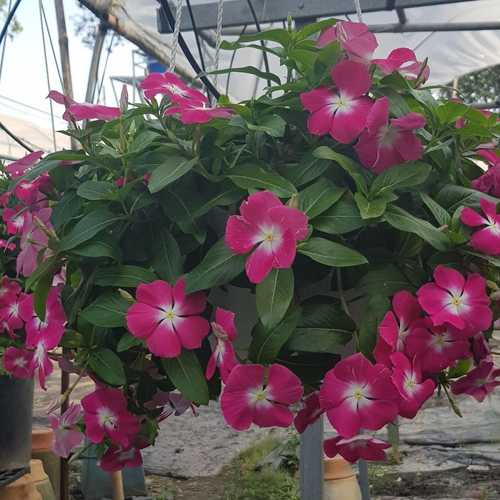 Dừa Cạn Siêu Hoa, Hàng Chịu Nắng Cao - Chậu Cây Cảnh