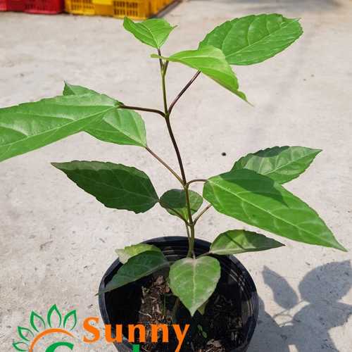 Cây Lá Cách, Cao 20-30cm - Chậu Rau