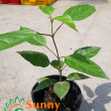 Cây Lá Cách, Cao 20-30cm - Chậu Rau