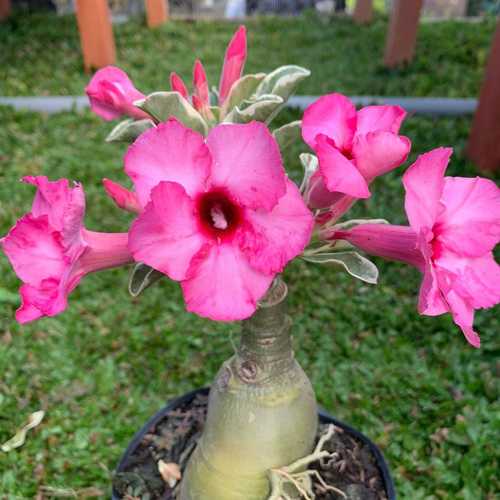 Sứ Thái Chậu C9 Nhỏ 3-4 Cốt, Dáng Đẹp, Màu Ái Hồng Cẩm Thạch, Cao 20-35cm - Cây Sứ Thái
