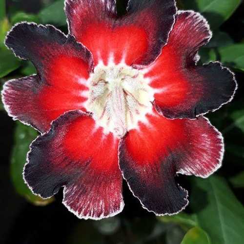Grafted Adenium with English name: Red Bean - ID: 00197