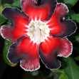 Grafted Adenium with English name: Red Bean - ID: 00197