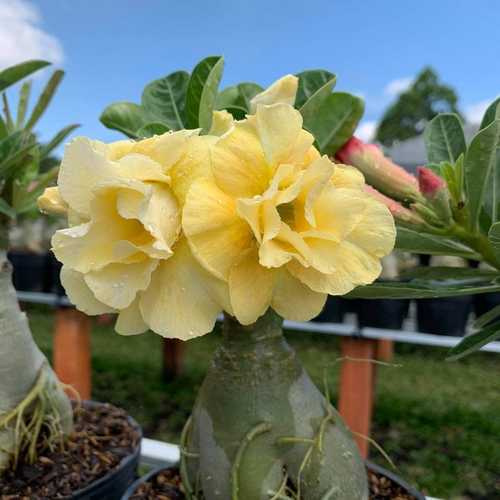 Sứ Thái Chậu C9 Nhỏ 3-4 Cốt, Dáng Đẹp, Màu Hoàng Kim, Cao 20-35cm - Cây Sứ Thái