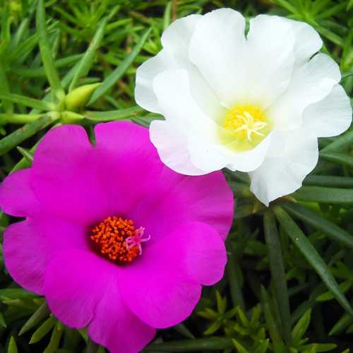 Hoa Mười Giờ Cánh Đơn Lá Nhỏ