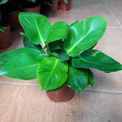 Trầu Bà Đế Vương Xanh Để Bàn - Chậu Cây Cảnh