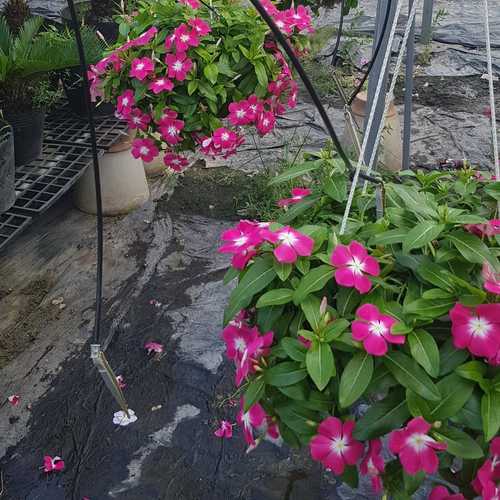 Dừa Cạn Siêu Hoa, Hàng Chịu Nắng Cao - Chậu Cây Cảnh
