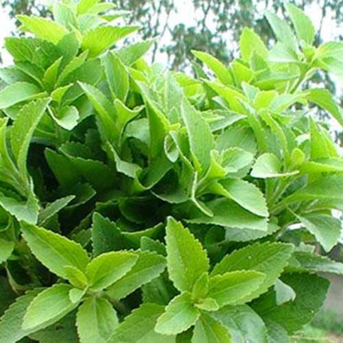 Cây Cỏ Ngọt - Chậu Rau Dược Liệu Giống