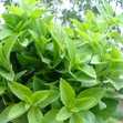 Cây Cỏ Ngọt - Chậu Rau Dược Liệu Giống