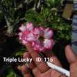 Grafted Adenium with English Name: Triple Lucky - ID: 00115