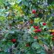 Cây Giống Cherry Surinam (Cherry Khía)