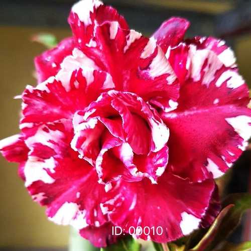 Grafted Adenium with English Name: Yến Nhi Mutation - ID: 00010