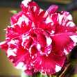 Grafted Adenium with English Name: Yến Nhi Mutation - ID: 00010
