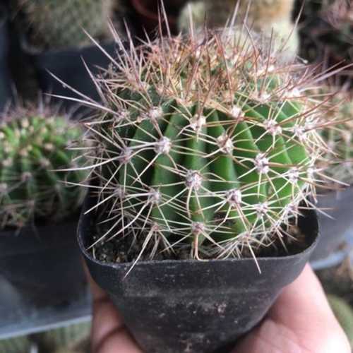 Xương Rồng Noto Móc Câu - Chậu 12cm