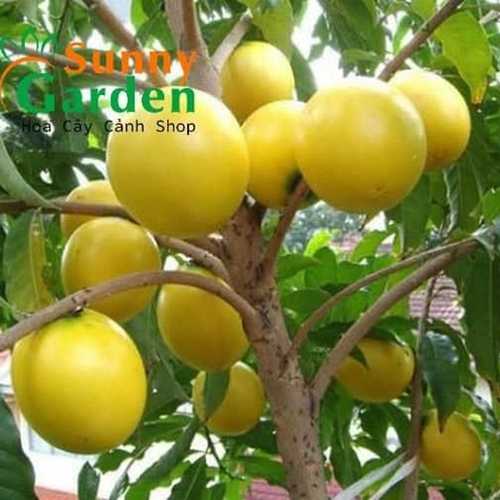 Vú Sữa Hoàng Kim
