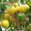 Vú Sữa Hoàng Kim