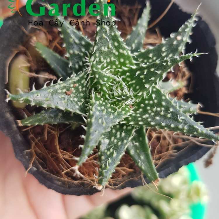 Sen Đá Móng Rồng Gai Sunny Garden