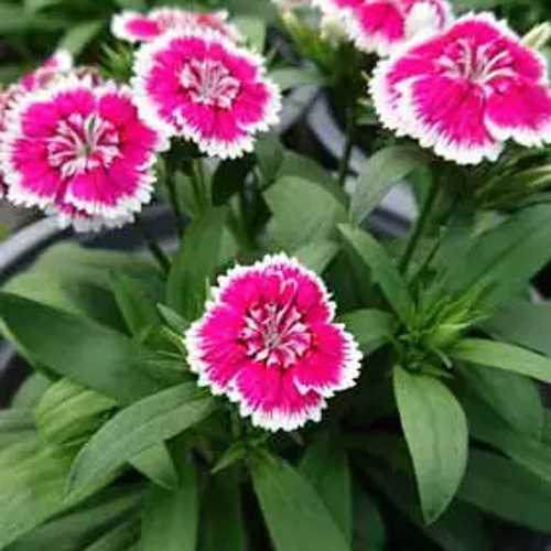 Cẩm Chướng (Cẩm Nhung) - Chậu Hoa Treo