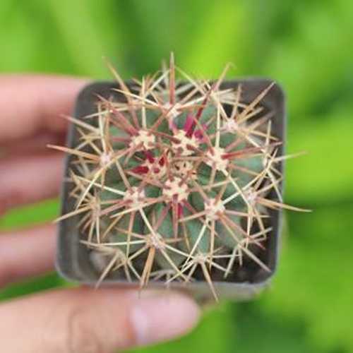 Xương Rồng Noto Móc Câu - Chậu 12cm