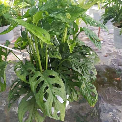 Trầu Bà Lỗ - Chậu Cây Cảnh
