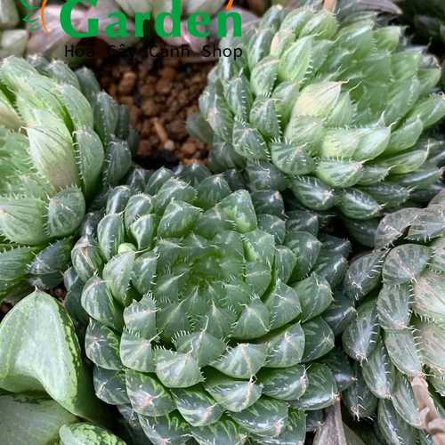 Sen Đá Haworthia Cooperi Var Dạ Quang