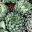 Sen Đá Haworthia Cooperi Var Dạ Quang