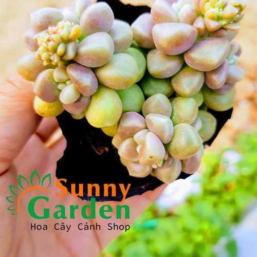 Sen Đá Kim Tuyến Hồng Bụi