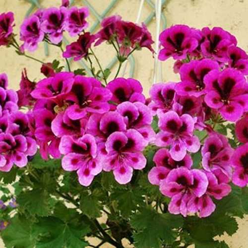Hoa Phong Nữ Mắt Thần